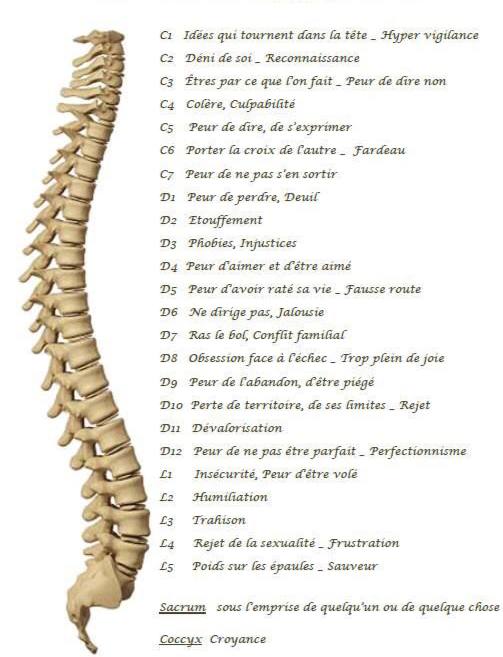 Émotions et vertèbres